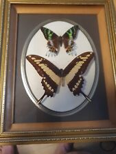 Beautiful Framed Vintage Butterflies Taxidermy picture