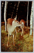 Postcard  Greetings from Crosslake Minnesota Deer in Woodlands    G 9 picture