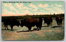 A800 Postcard Buffalo  Relaxing Grazing At Brackenridge Park San Antonio  Texas picture