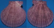 Tonyshells Seashells Mimachlamys gloriosa GLORY SCALLOP 70.5mm F+++/gem picture