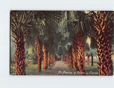 Postcard An Avenue of Palms in Florida USA picture