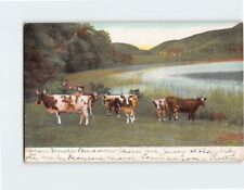 Postcard Cows Hills Trees Landscape Scenery picture