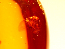 RARE Fly Caught Laying Eggs with Spider in Large Dominican Amber Fossil Gem 10 g picture