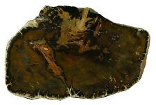 1346 GRAMS JURASSIC PETRIFIED WOOD CHINCHILLA,QUEENSLAND AUSTRALIA picture