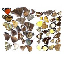Butterflies taxidermy natural beautiful small butterfly craft embellishments picture