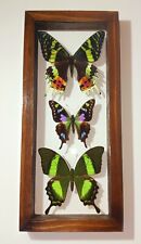 3 REAL BUTTERFLIES FRAMED SPECIAL COLLECTION MOUNTED DOUBLE GLASS 4.5