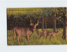 Postcard Beauties of the Black Forest Potter County Pennsylvania USA picture