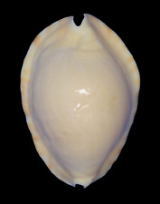 Shell Cypraea ZOILA KETYANA LUTEA W.Australia 49,7 mm # TOP BEAUTY picture