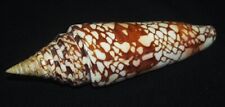 133 mm RARE LARGE Conus Milneedwardsi Cone Seashell GREAT PATTERN #AB2 picture