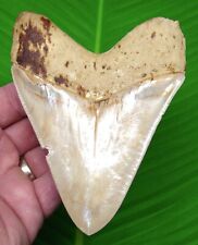 MEGALODON SHARK TOOTH - 5 in. - W/ DISPLAY STAND - SHARKS TEETH MEGLADONE JAW picture