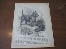 1896 Art Print ENGRAVING - SCOTTISH TERRIER Wire Haired SCOTCH Dog Hunting Hunt picture