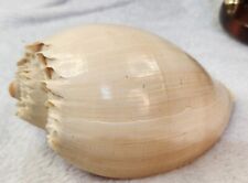 Beautiful Large Melon Seashell Decorative Shell 7