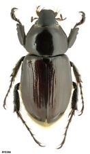 Coleoptera Dynastinae sp. Peru male 26mm picture