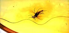 Rare Mammal Hair with Midge, Fossil Inclusion in Baltic Amber picture