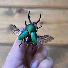 Metallic Green Sawtooth Stag Beetle, Lamprima Adolphinae  picture