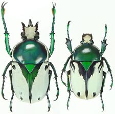 Insect - CETONIDAE Ranzania bertolonii - Tanzania - Pair 25~30mm .... picture