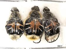 Scarabaeidae Trichinae Trichiotinus assimilis 8-10mm A1 or A- CANADA - #0817 picture
