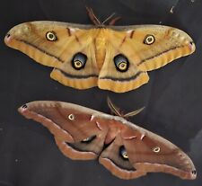 Polyphemus Moth Eggs picture