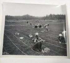 Asahel Curtis 58966 Hand Picking Cranberries in 1931 Vintage Reprint Photo Black picture