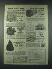 1978 House of Wesley Nursery Ad - Creeping Phlox, Hydrangea Tree picture