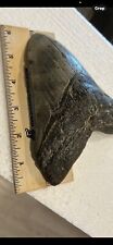 Meg Shark Tooth 6 Inches Plus. 4 3/4 Width. Thick Incredible Colour And Hues. picture