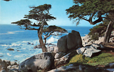 Pebble Beach CA California, Pescadero Point Cypress, 17 Mile Dr Vintage Postcard picture