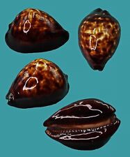 Cypraea Zoila Decipiens 46.3 Broome WA SELECTED Seashell picture