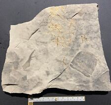Eurypterid fossil combo plate - Acutiramus claw, plant, eurypterus head, NY picture