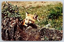 POSTCARD  REYNARD THE FOX TEMAGAMI ONTARIO CANADA POSTED picture