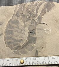 Eurypterid fossil - Eurypterus remipes - Silurian - Fiddlers Green, Herkimer, NY picture