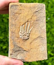 NICE Fossil Crinoid in Matrix Cymbiocrinus Alabama Bangor Limestone Formation picture