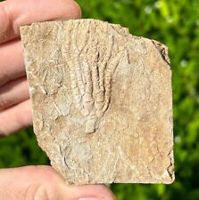 NICE Fossil Crinoid in Matrix Fifeocrinus Alabama Bangor Limestone Formation picture