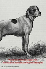 Dog Saint St. Germain Pointer Braque 1870s Antique Engraving Print & Description picture