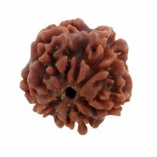Certified A++ Energized 1 Mukhi Rudraksha Blessed by Shiva: Lab Verified picture