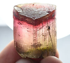 Superb Quality Double Terminated Bi Color Rubellite Tourmaline Crystal 146 Carat picture
