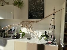3d printed Velociraptor  skeleton model dinosaur 1:1 picture