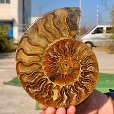 495G Rare Natural Tentacle Ammonite FossilSpecimen Shell Healing Madagascar picture