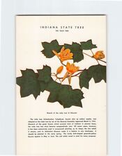Postcard The Tulip Tree Indiana State Flower Indiana USA picture