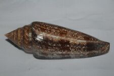Tonyshells Seashells Conus gloriamaris GLORY OF THE SEA 138.2mm F+++ DARK COLOR picture
