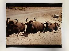 1985 San Diego Wildlife Park Buffalo 8x10 Original Photo Michele Urbany Neely picture