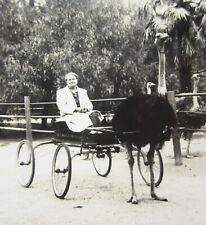 Vintage Los Angeles Ostrich Farm Buggy Photo Lincoln Heights c. 1920-30's picture