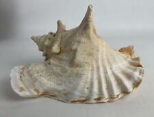 Huge Queen Conch Sea Shell 8” Unique Medium Natural  Beach Decor Nautical picture
