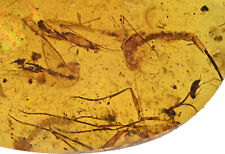 Rare Swarm of insect, Fossil inclusion in Burmese Amber picture