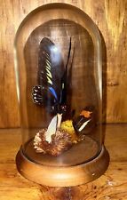 Vintage Real Butterfly Glass Dome Display picture