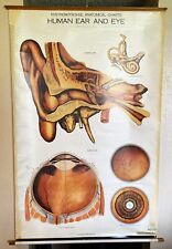 Vintage AJ Nystrom & Co. - Eye and Ear Anatomical Teaching Chart - 1918 picture