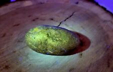 FOSSILIZED DINOSAUR EGG WITH FOSSILIZED EMBRYO - ULTRA RARE. picture