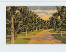 Postcard An Avenue of Palms Miami Beach Florida USA picture
