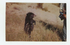 Vintage Animal  Postcard  BEARS YOUNG CUB POSING FOR PICTURE    UNPOSTED picture