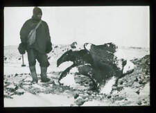 Debenham And Weathered Kenyte British Antarctic Expedition 1911 OLD PHOTO picture