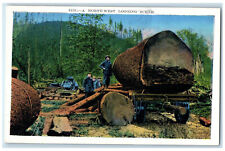 c1920's Big Tree Log A North West Logging Scene Washington WA Antique Postcard picture